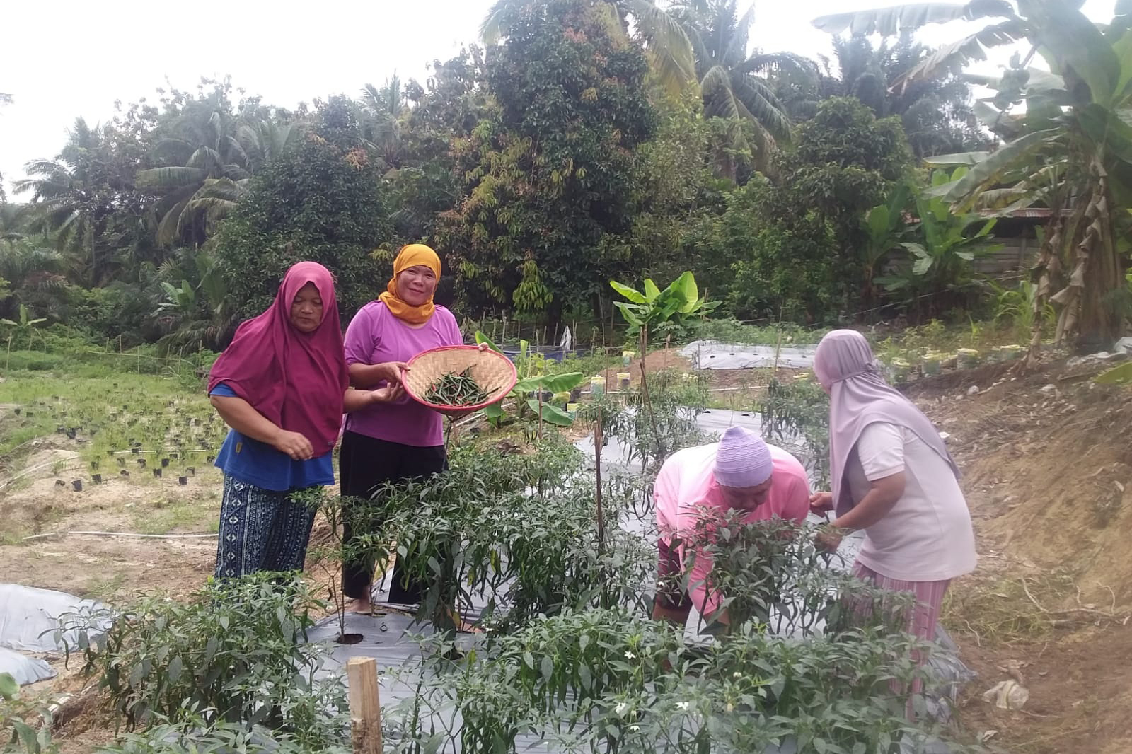 Perempuan Desa Tanjung Karangan yang tergabung dalam KWT Utun Makmur binaan PT Bukit Asam Tbk memanfaatkan pekarangan rumah untuk budidaya sayuran melalui Program EcoGrow Mom.