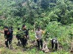 Temukan 3 Hektare Ladang Ganja di Empat Lawang, Polisi Dihadang Warga, Penjaga Pondok Diambil Paksa