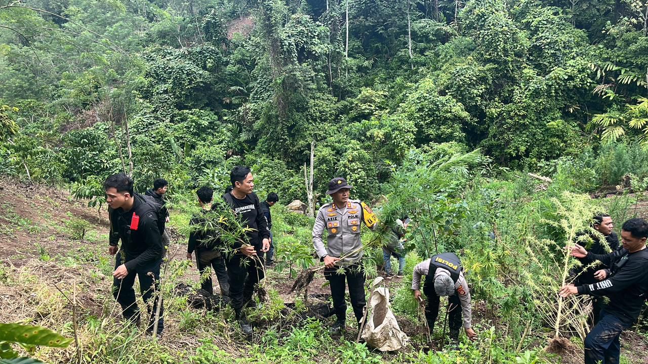 Temukan 3 Hektare Ladang Ganja di Empat Lawang, Polisi Dihadang Warga, Penjaga Pondok Diambil Paksa