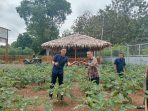 Optimalkan Pemanfaatan Lahan, Rutan Palembang Bekali Warga Binaan Tanam Terong Optimalkan Pemanfaatan Lahan, Rutan Palembang Bekali Warga Binaan Tanam Terong