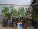 Nekat Tanam Ganja di Dapur Rumah, Petani di Empat Lawang Ditangkap Polisi, 44 Batang Disita