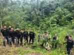 Pengembangan dari Palembang, 20 Hektar Lahan Ganja di Empat Lawang Terungkap, 220 Kg Ganja dan Bandar Diamankan