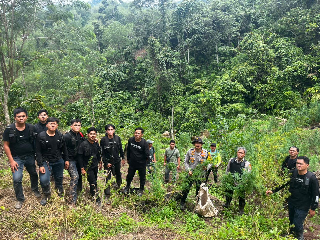 Pengembangan dari Palembang, 20 Hektar Lahan Ganja di Empat Lawang Terungkap, 220 Kg Ganja dan Bandar Diamankan